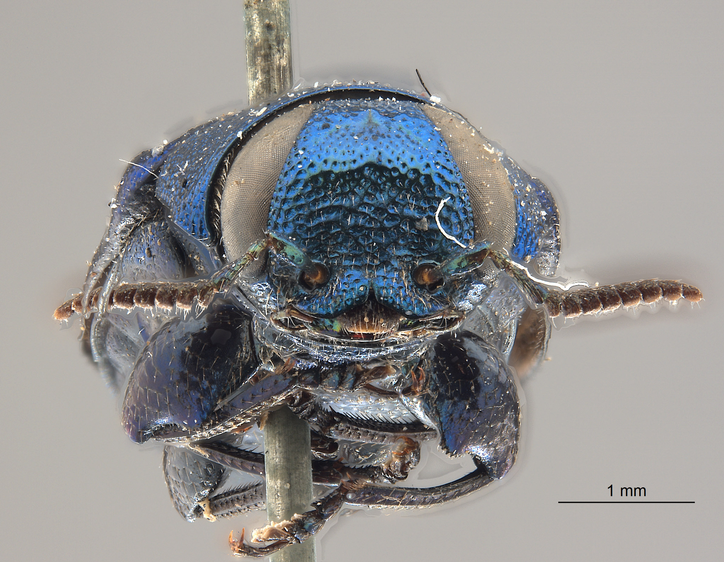 Chrysobothris lucana image