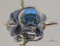 Chrysobothris lucana image