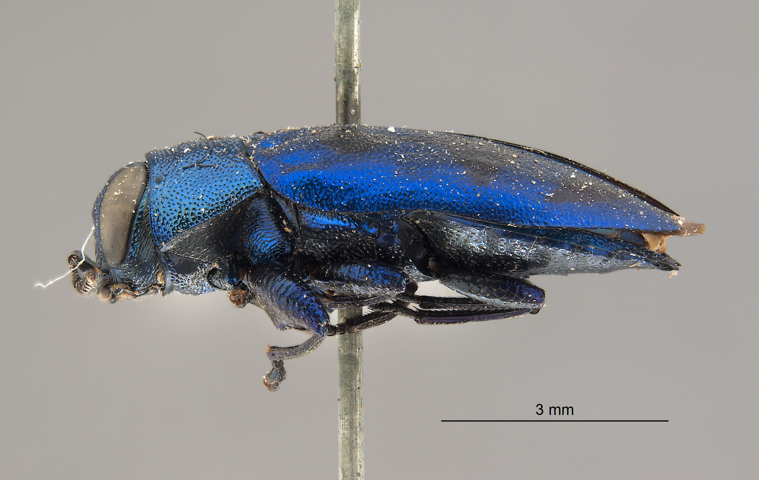 Chrysobothris lucana image