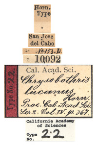 Chrysobothris lucana image