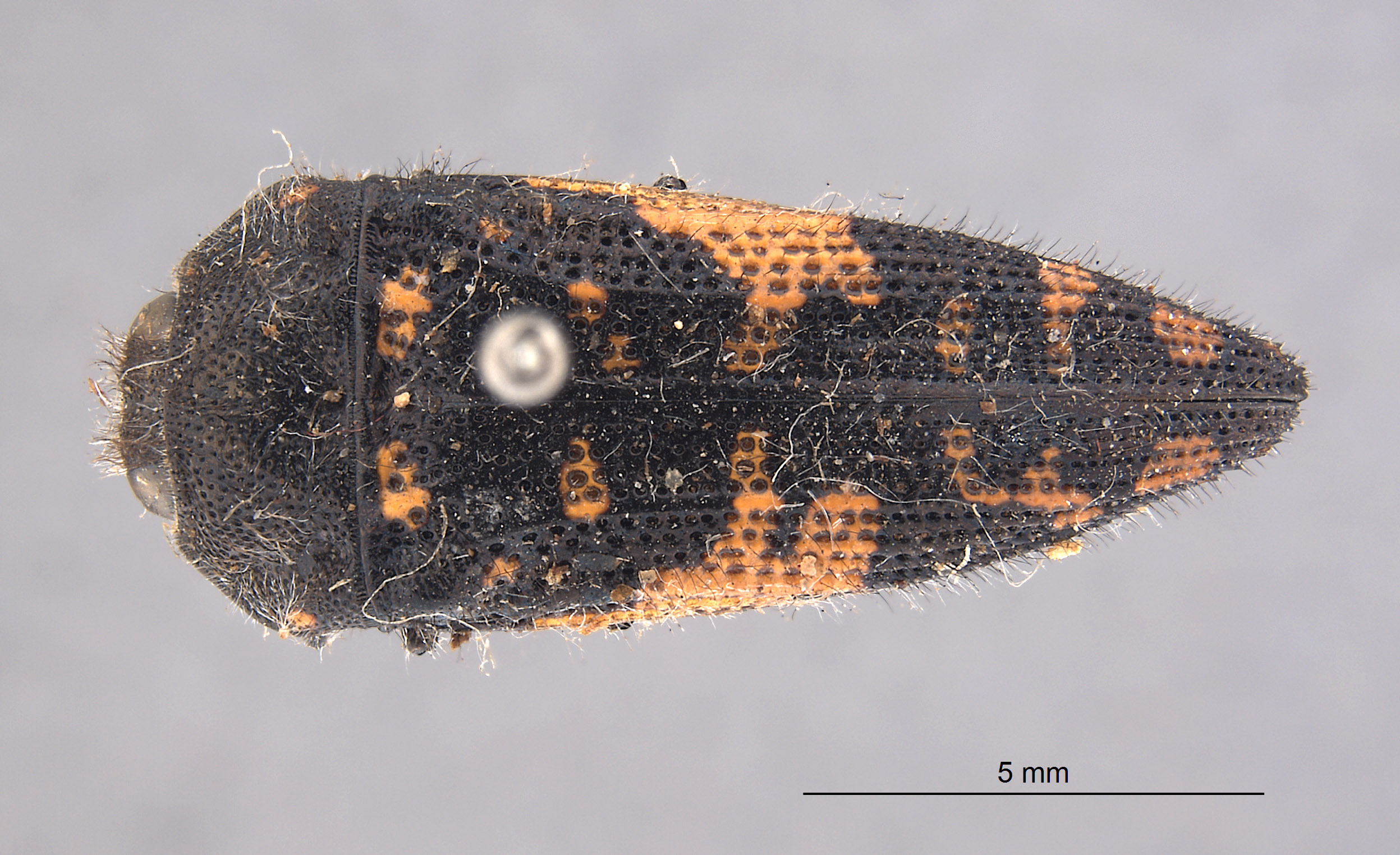 Acmaeodera scapularis image