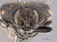 Acmaeodera scapularis image