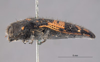 Acmaeodera scapularis image