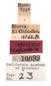 Acmaeodera scapularis image