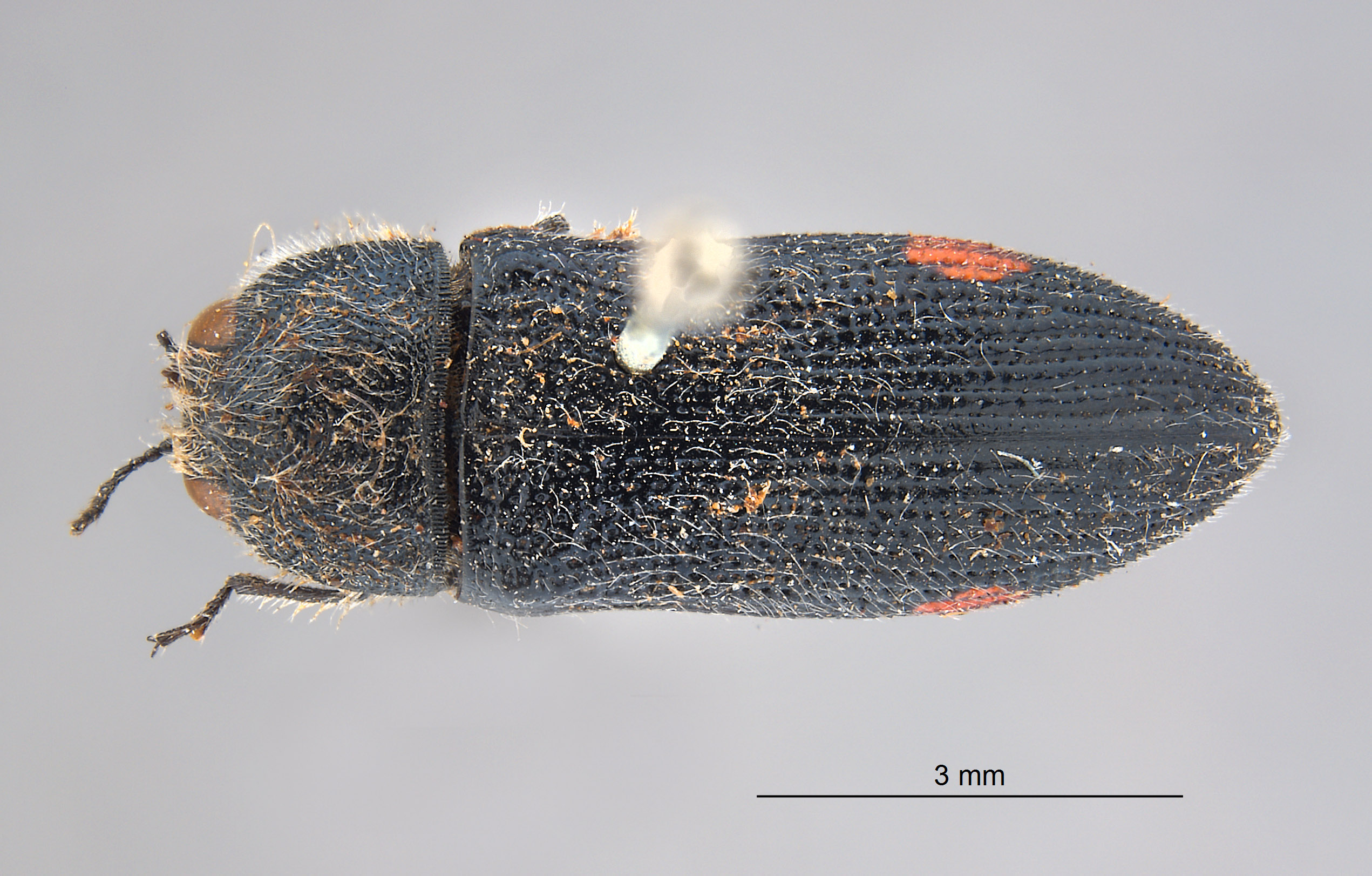 Acmaeodera stigmata image