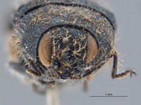 Acmaeodera stigmata image