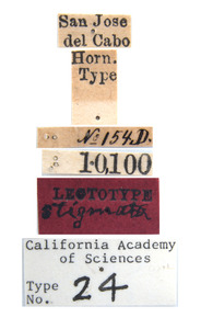 Acmaeodera stigmata image