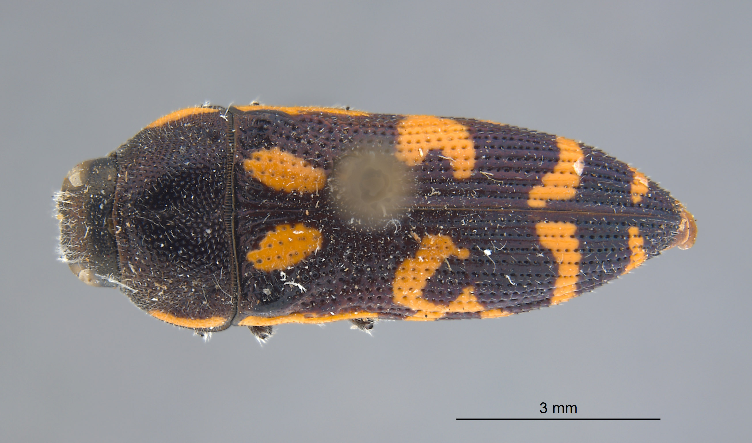 Acmaeodera clausa image