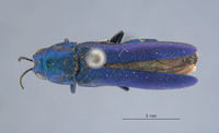 Agrilus ineptus image
