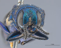 Agrilus ineptus image