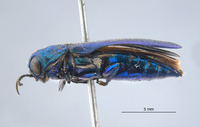Agrilus ineptus image