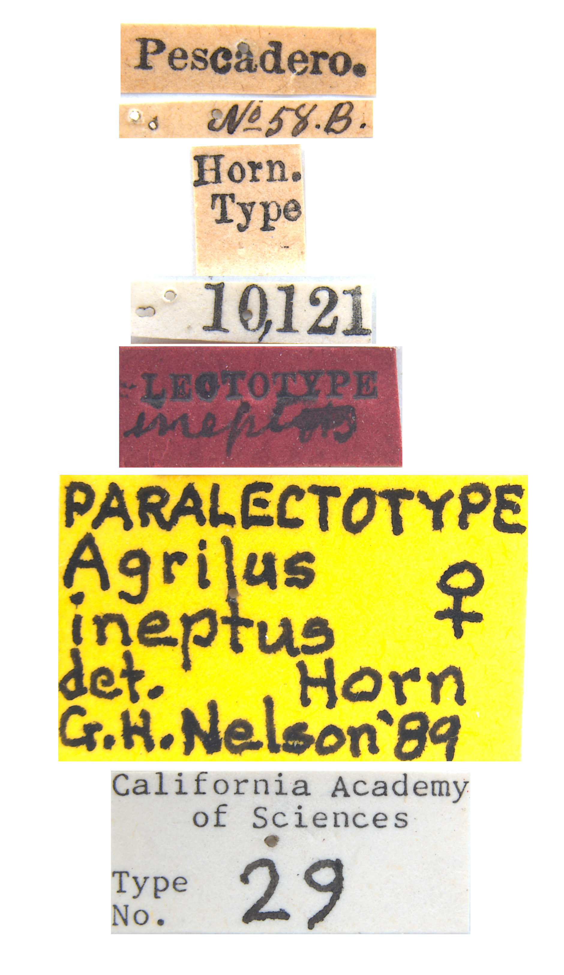 Agrilus ineptus image