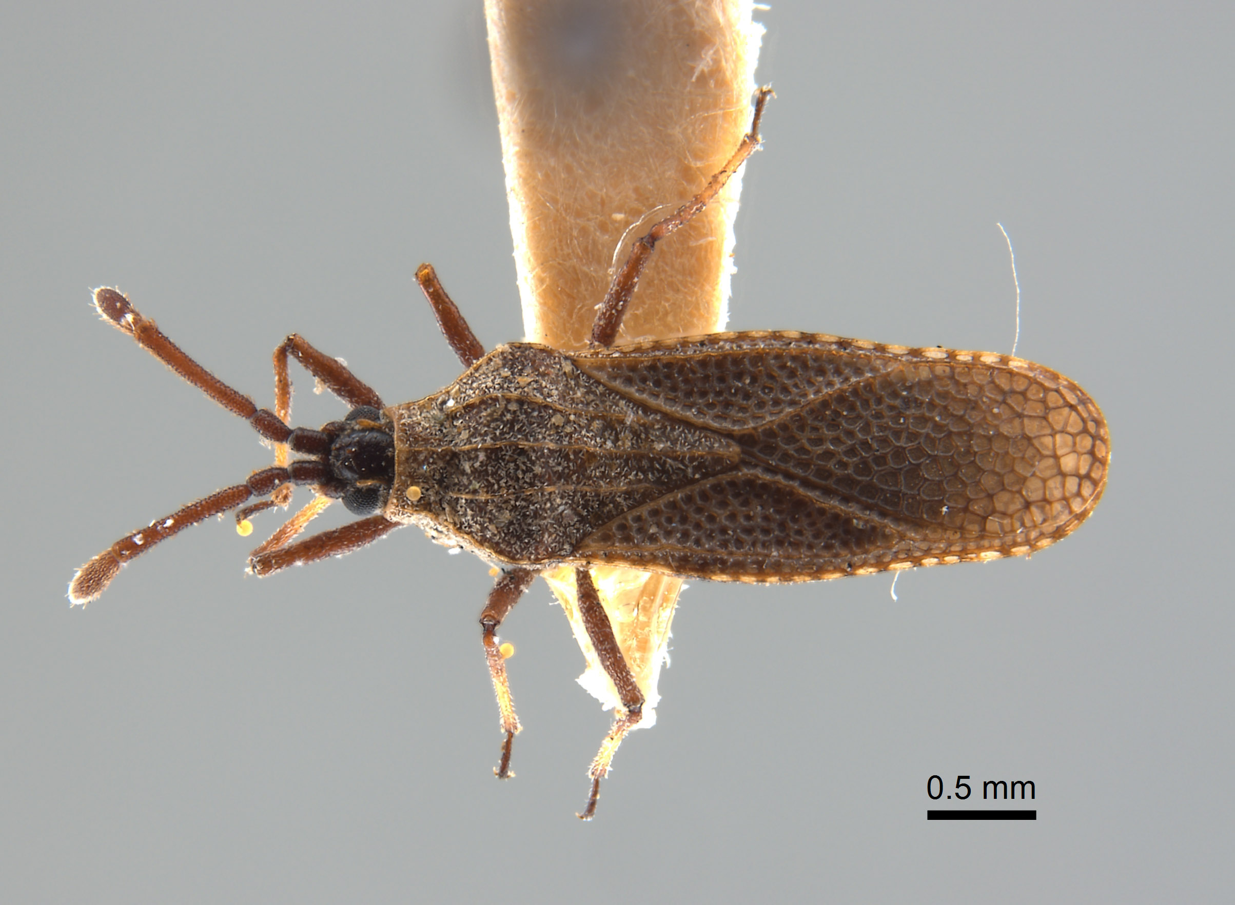 Teleonemia vidua image