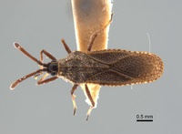 Teleonemia vidua image