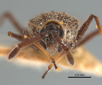 Teleonemia vidua image