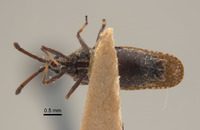 Teleonemia vidua image