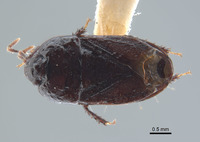 Geotomus noctivagus image