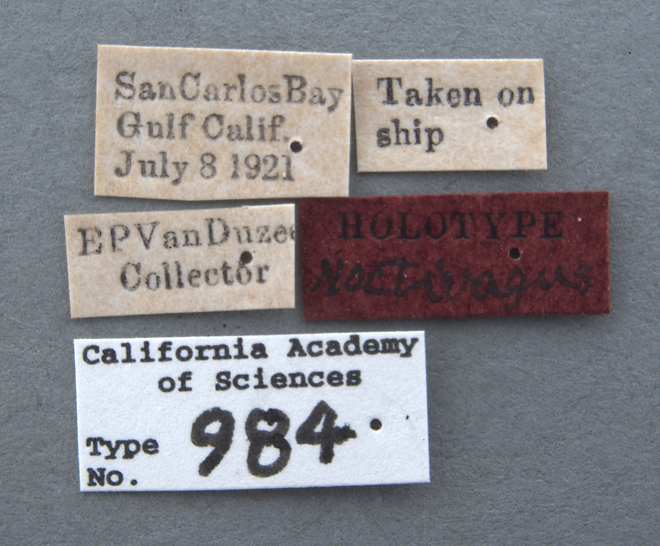 Geotomus noctivagus image