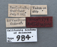 Geotomus noctivagus image