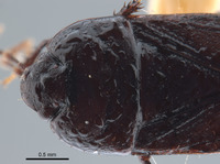 Geotomus noctivagus image