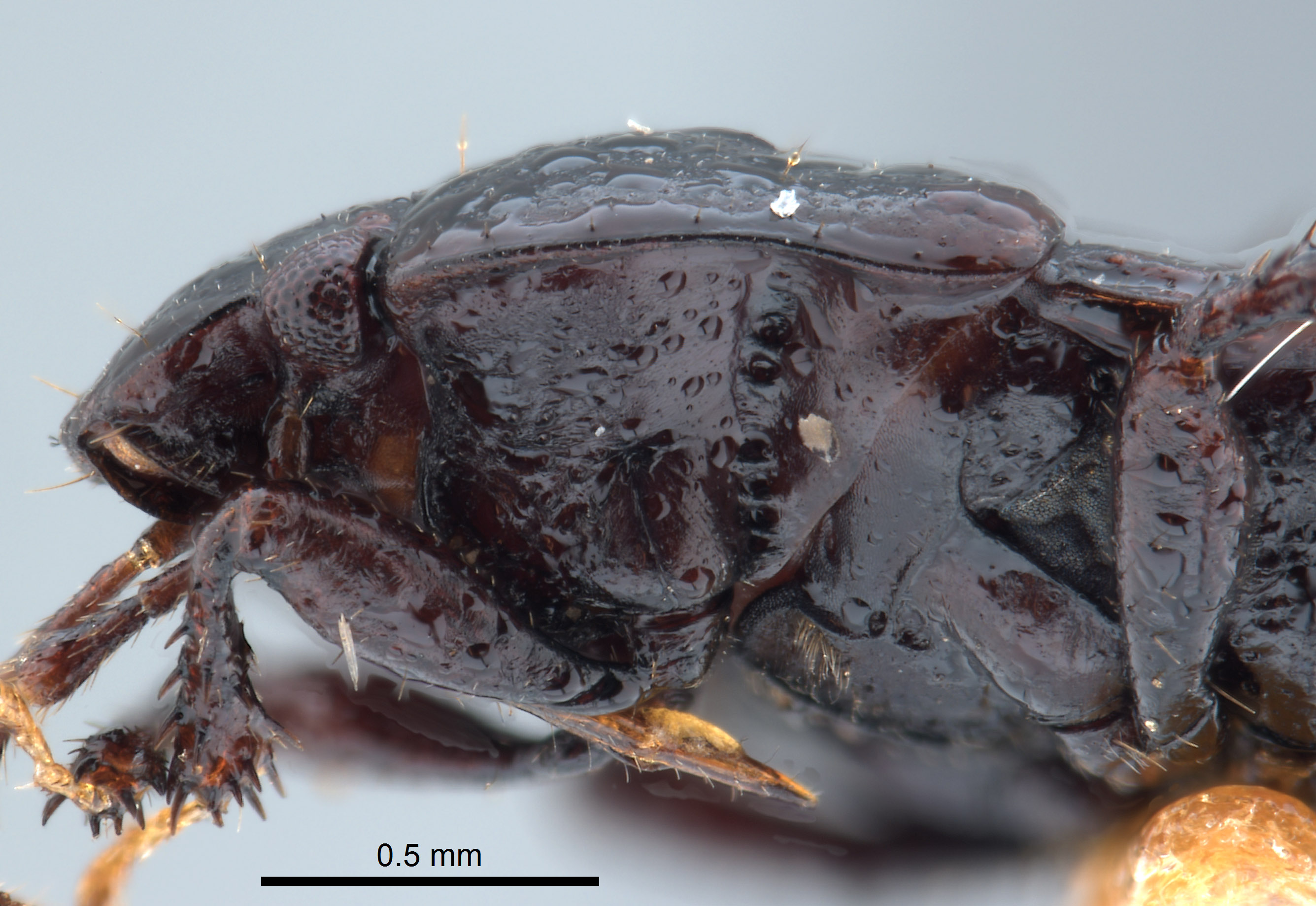 Geotomus noctivagus image