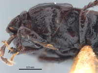 Geotomus noctivagus image