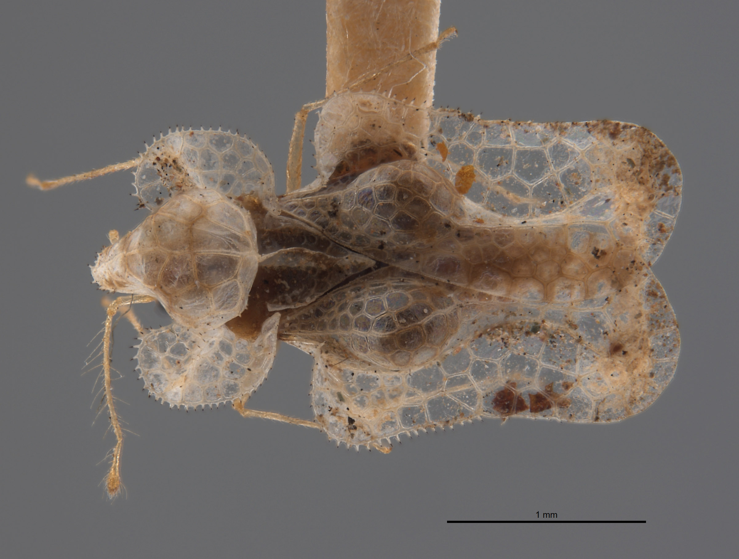Corythucha image