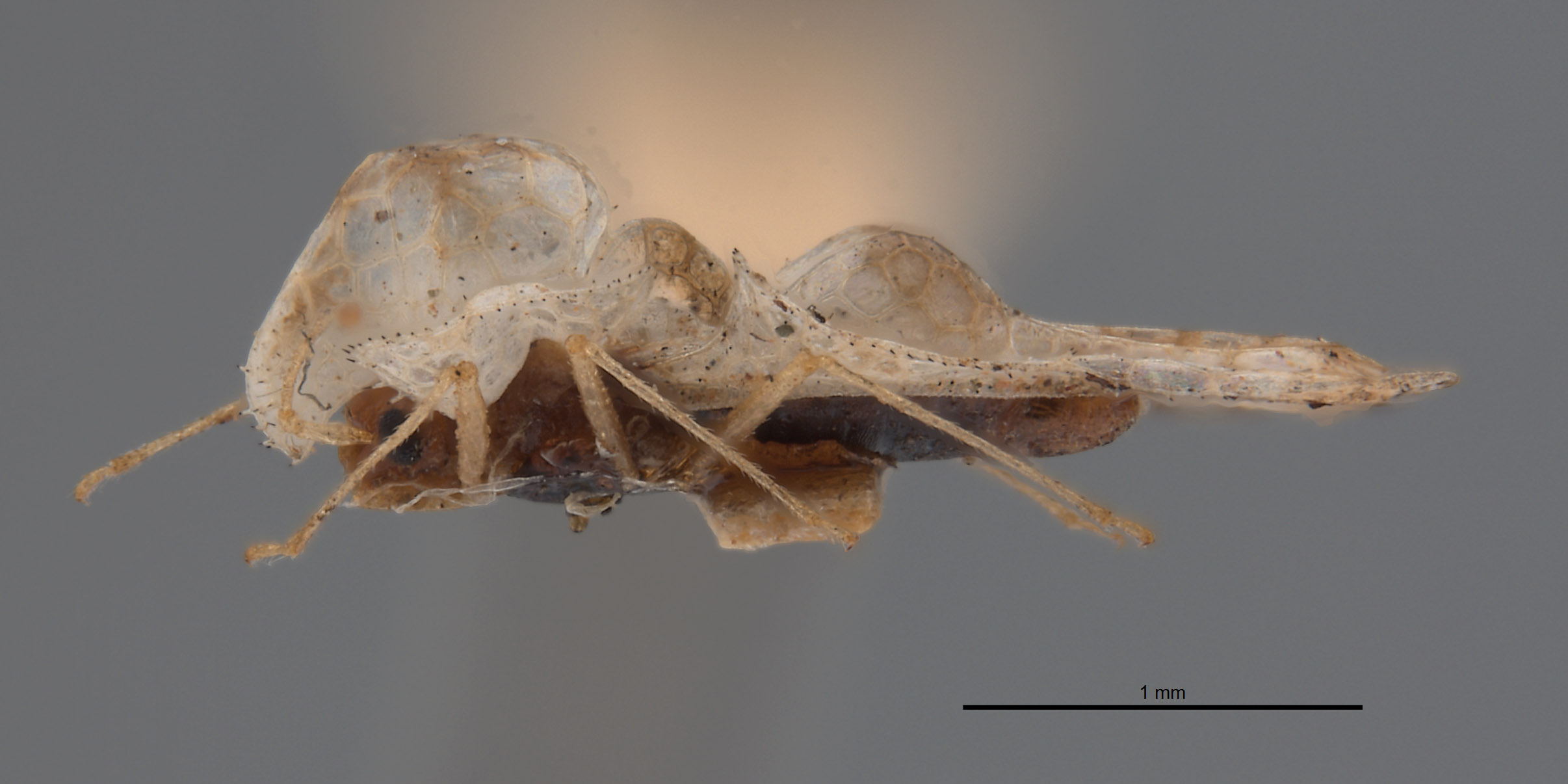 Corythucha incurvata image