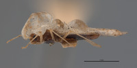 Corythucha incurvata image