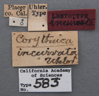 Corythucha incurvata image