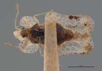 Corythucha incurvata image