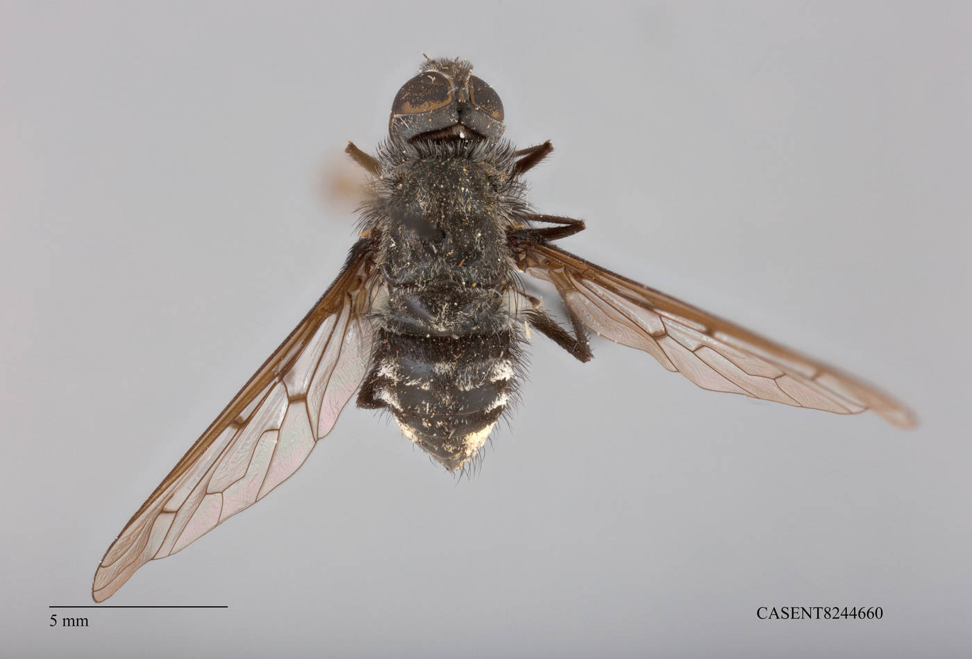 Bombyliidae image
