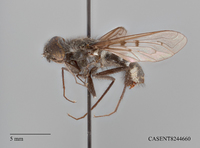 Anthrax daphne image