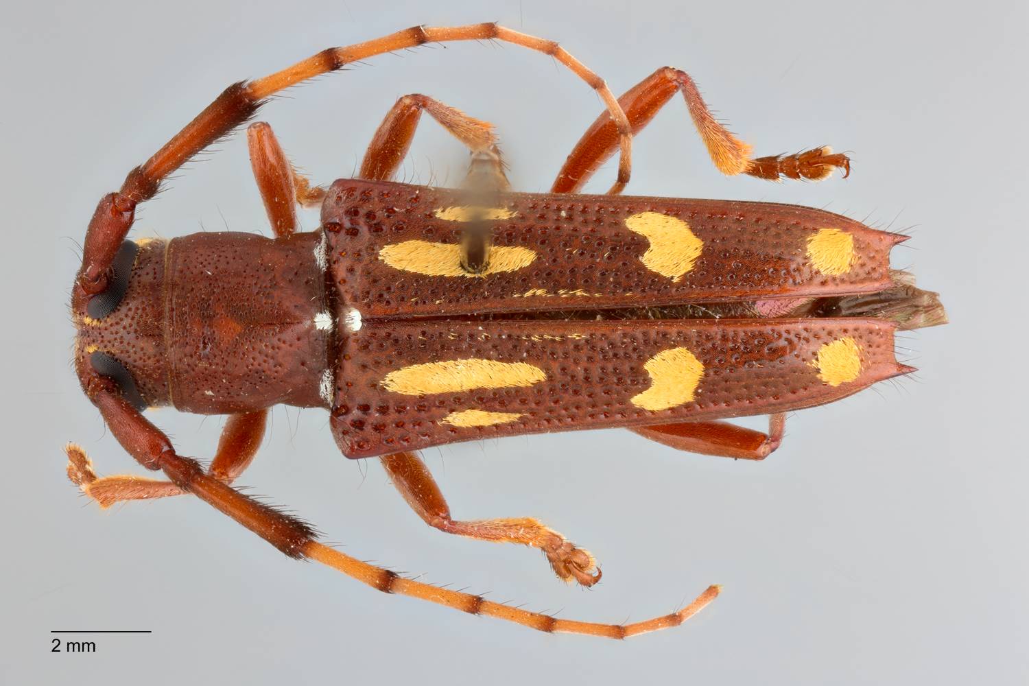 Glenea flavorubra image