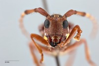 Glenea flavorubra image