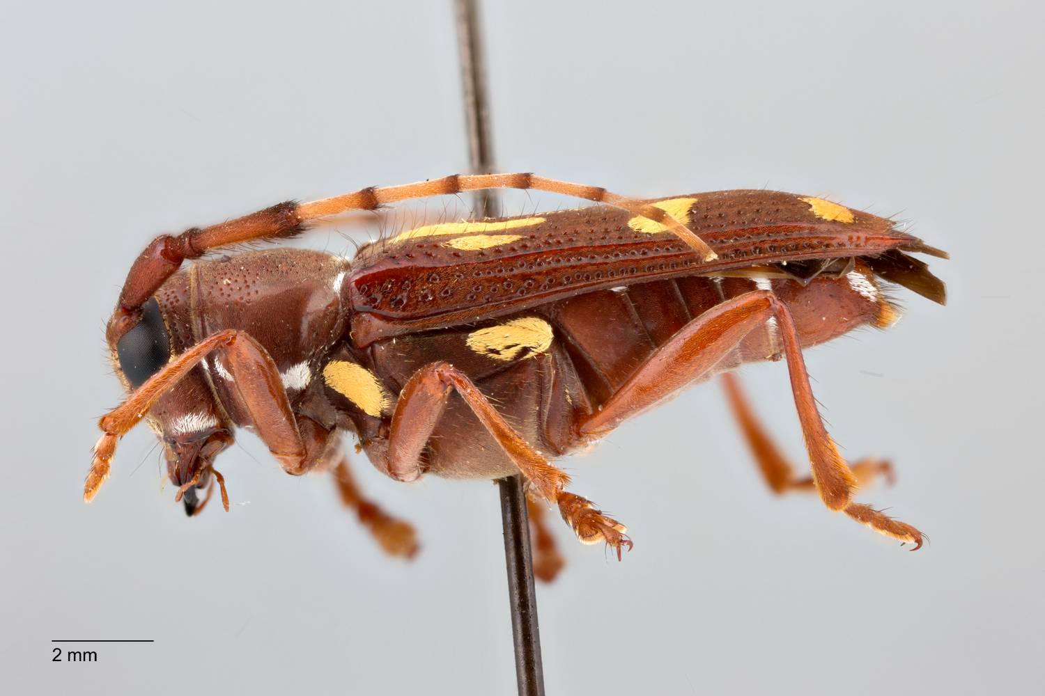 Glenea flavorubra image