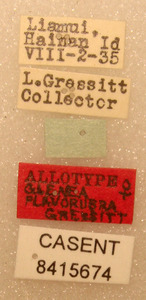 Glenea flavorubra image