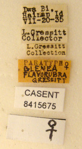 Image of Glenea flavorubra