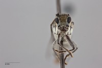 Glenea luteicolle image