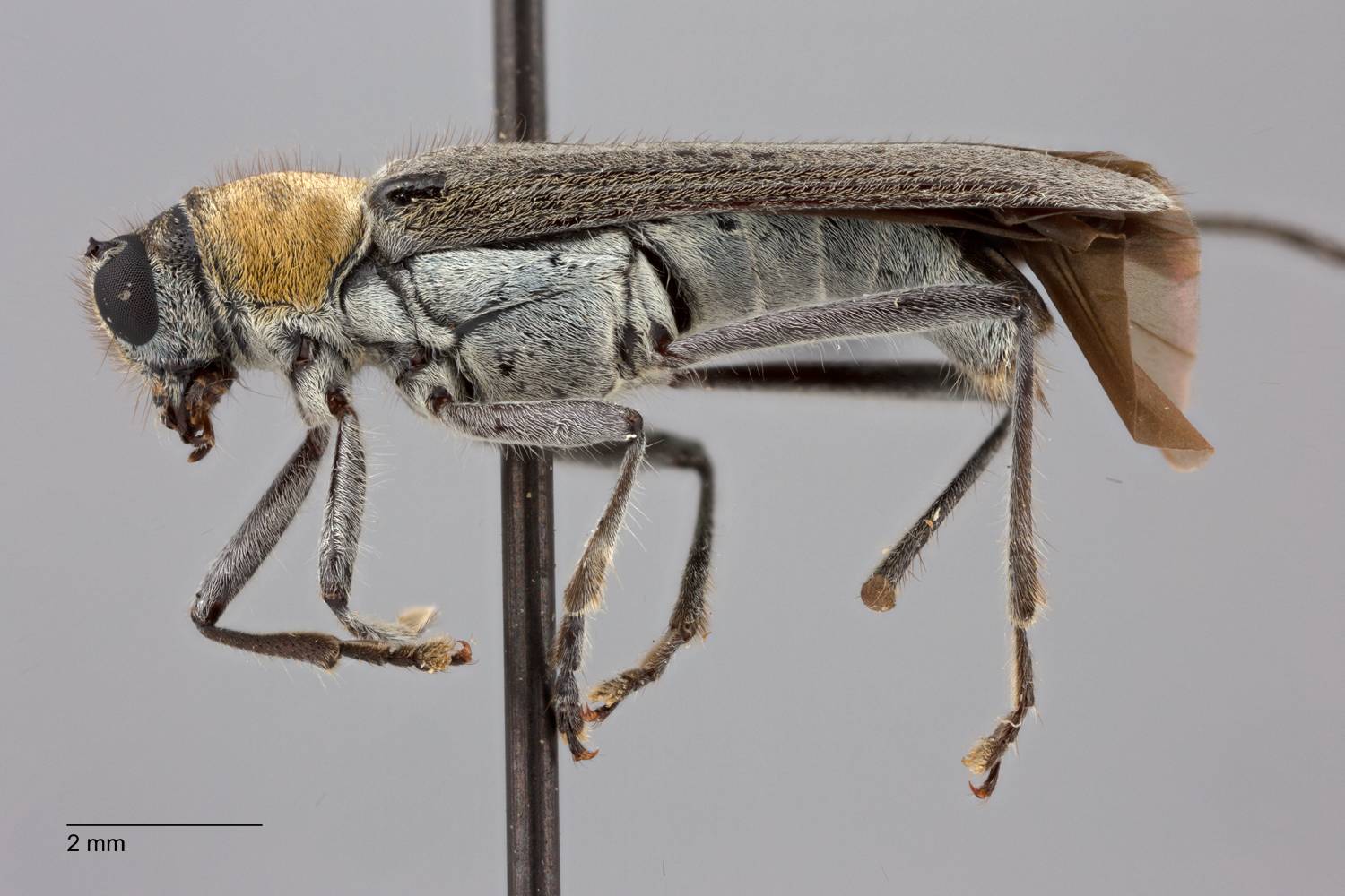 Glenea luteicolle image