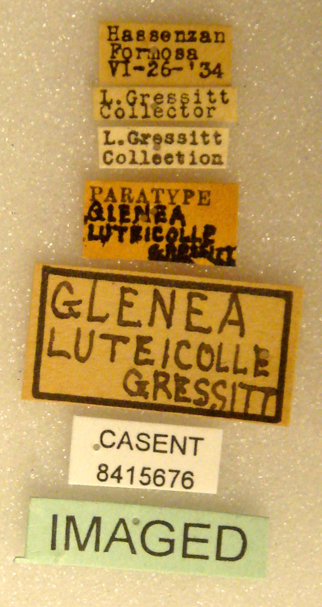 Glenea luteicolle image