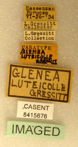 Glenea luteicolle image