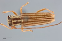 Heteroglenea glechoma image