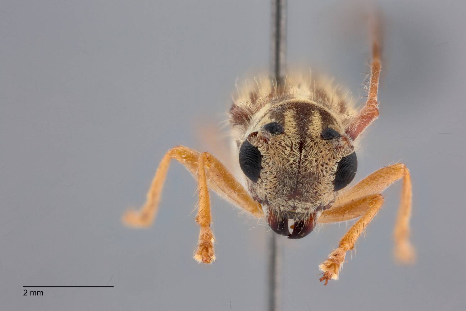 Heteroglenea glechoma image