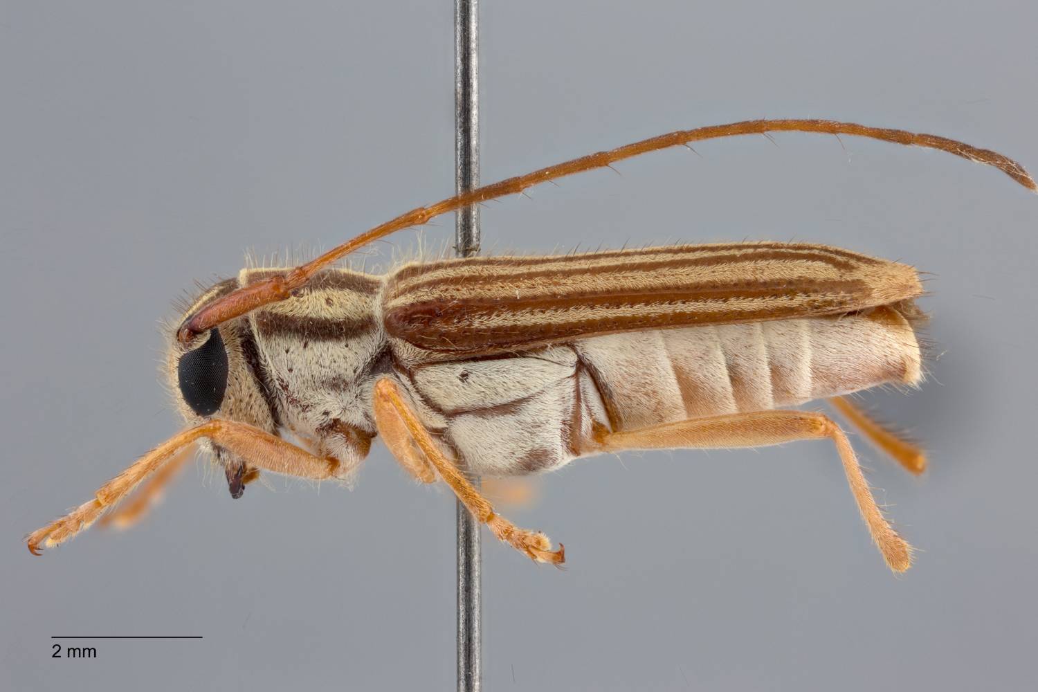 Heteroglenea glechoma image