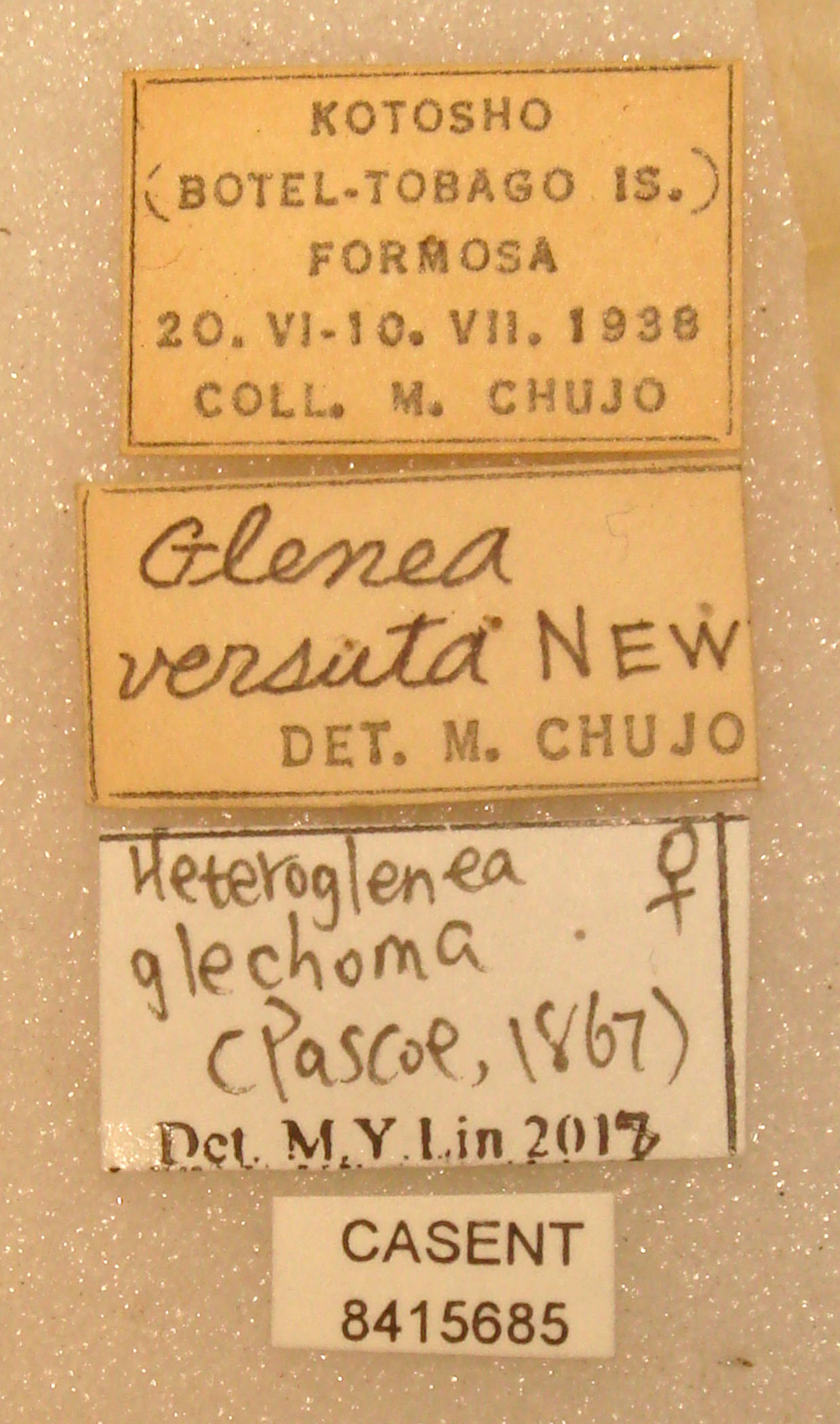 Heteroglenea glechoma image