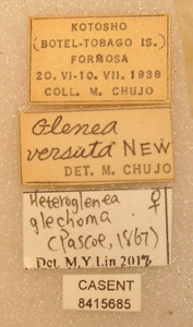 Heteroglenea glechoma image