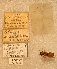 Heteroglenea glechoma image