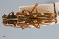 Glenea (Glenea) diverselineata birmanica image