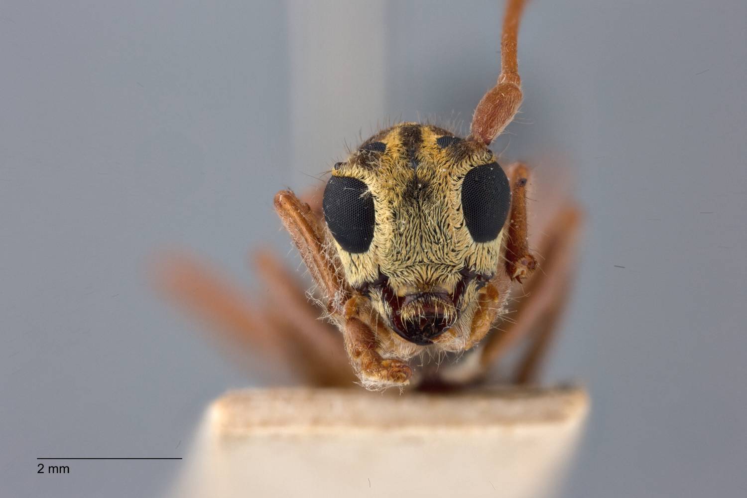 Glenea (Glenea) diverselineata birmanica image